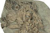 Fossil Ichthyosaur Skull & Associated Bones - Germany #227324-3